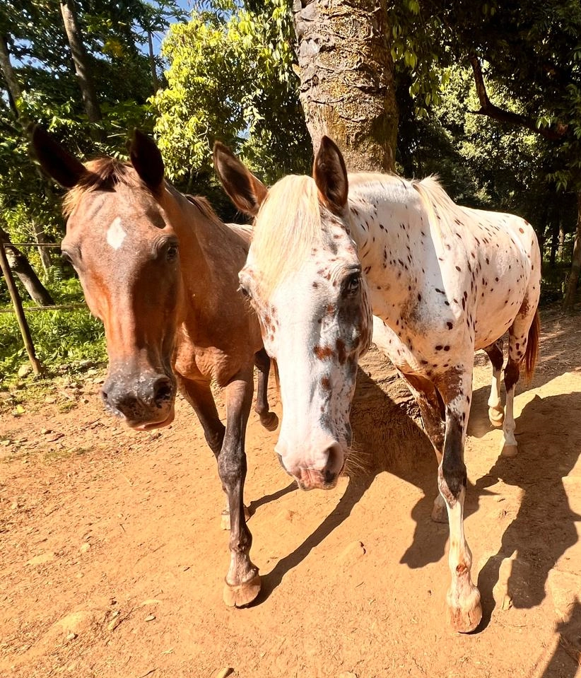 Meet the horses